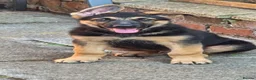 German Shepherd dogs for sale: 1 german shepherd puppy - Advert 7