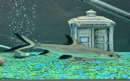 Sharks fish for sale: Silver Bala shark/ 2x snow white pleco - Image 1