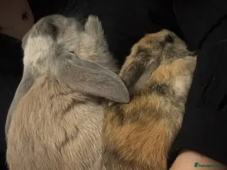 Mini Lop rabbits Female and male rabbits for sale - Advert 8