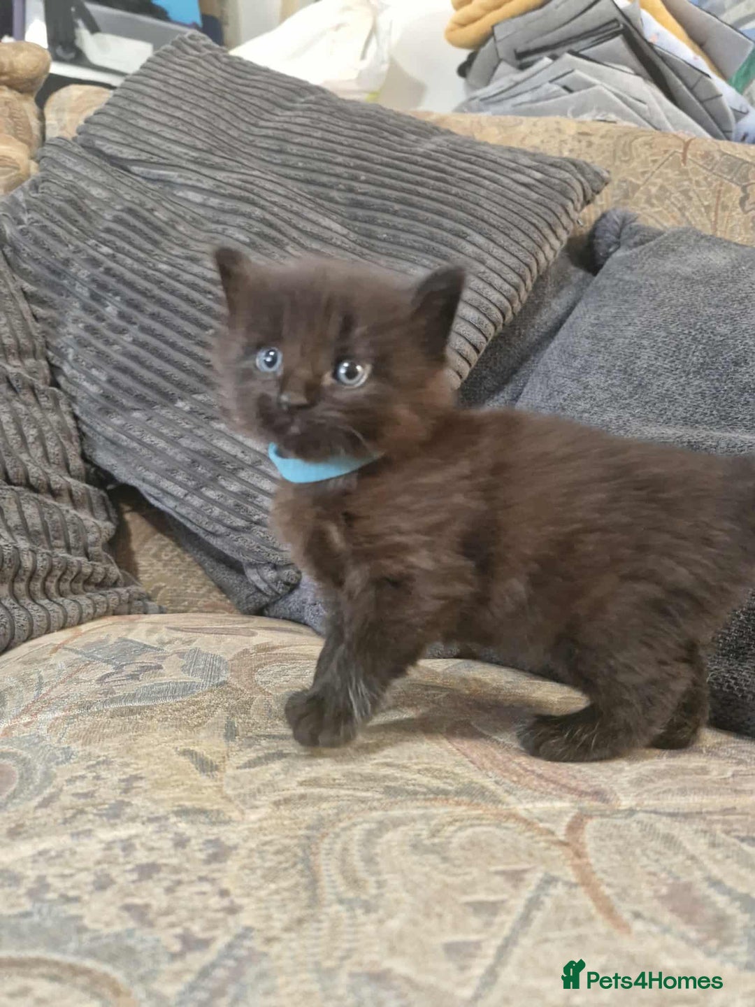 Maine Coon cats for sale: Maine Coon Kittens X - Image 8