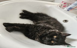 Persian cats for sale: Stunning Persian Boy - Image 3