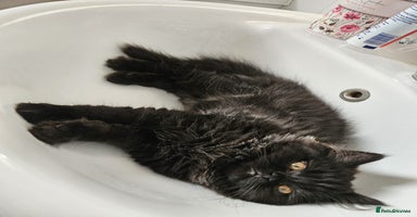Persian cats - Advert 7
