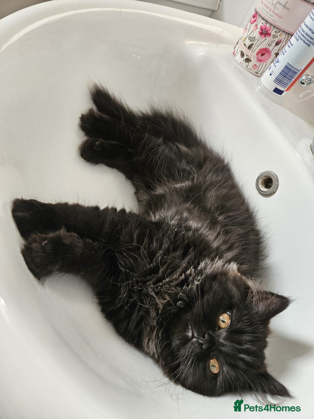 Persian cats for sale: Stunning Persian Boy - Image 3