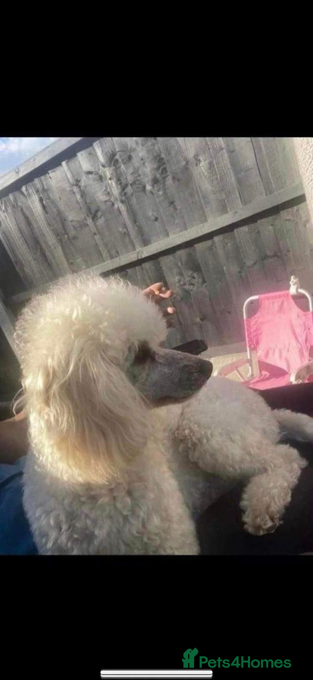 Toy Poodle dogs for sale: Last Toy Poodle girl 🐩 - Image 11