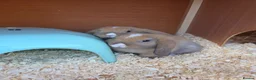 Mini Lop rabbits for sale: Baby mini lops for sale - Advert 3