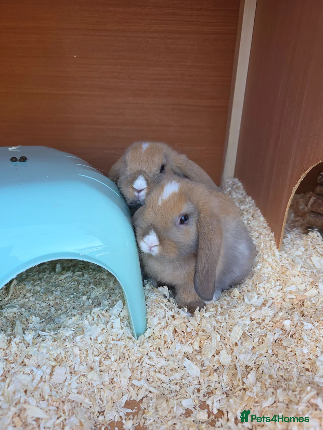 Mini Lop rabbits for sale: Baby mini lops for sale - Advert 3