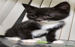 Mixed Breed cats for sale: 6 adorable kittens available  - Advert 5