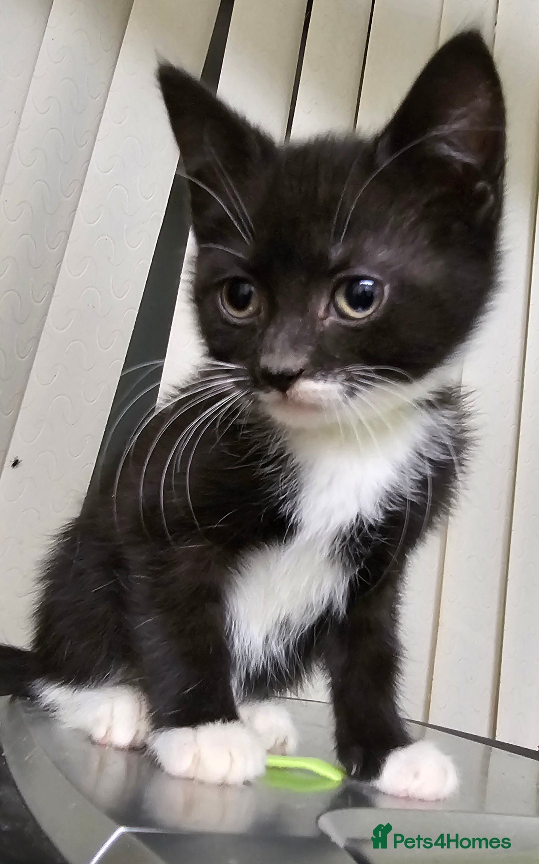 Mixed Breed cats for sale: 6 adorable kittens available  - Advert 5