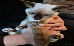 Snowshoe cats for sale: Pedigree Snowshoe kittens ready 8th november  - Image 13