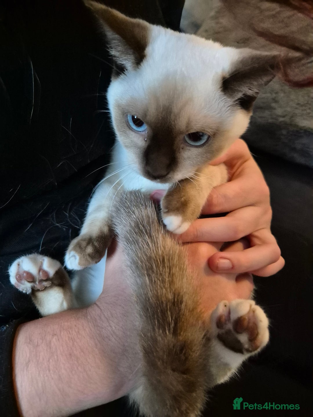 Snowshoe cats for sale: Pedigree Snowshoe kittens ready 8th november  - Image 13