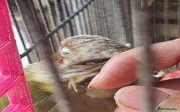 Conures birds for sale: Pineapple green cheeked conure - Image 3