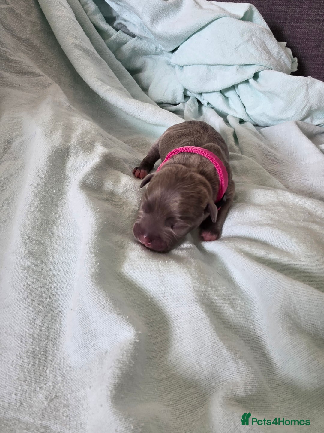 Staffordshire Bull Terrier dogs for sale: STAFFORDSHIRE BULL TERRIOR PUPPIES - Image 10