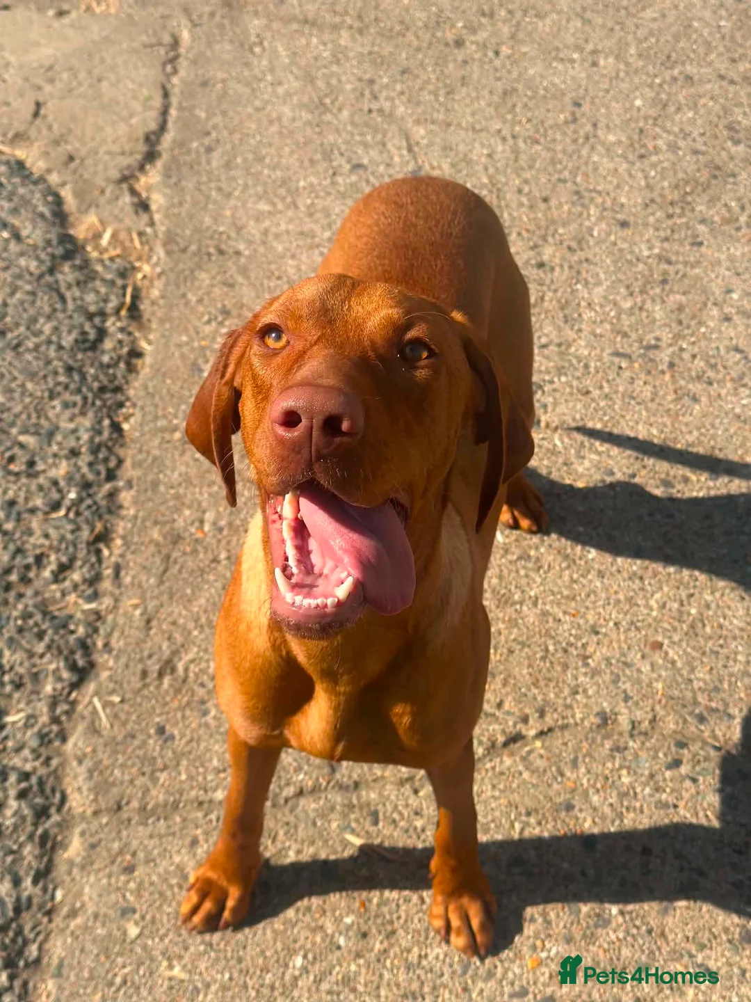Hungarian Vizsla dogs for sale: 2 stunning young girls available  - Advert 7