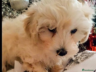 Maltipoo dogs F1 HEALTH TESTED QUALITY TOY MALTIPOO PUPPIES - Advert 1