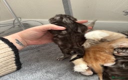 Maine Coon cats for sale: 3 beautiful Maine coon babies READY NOVEMBER - Image 12