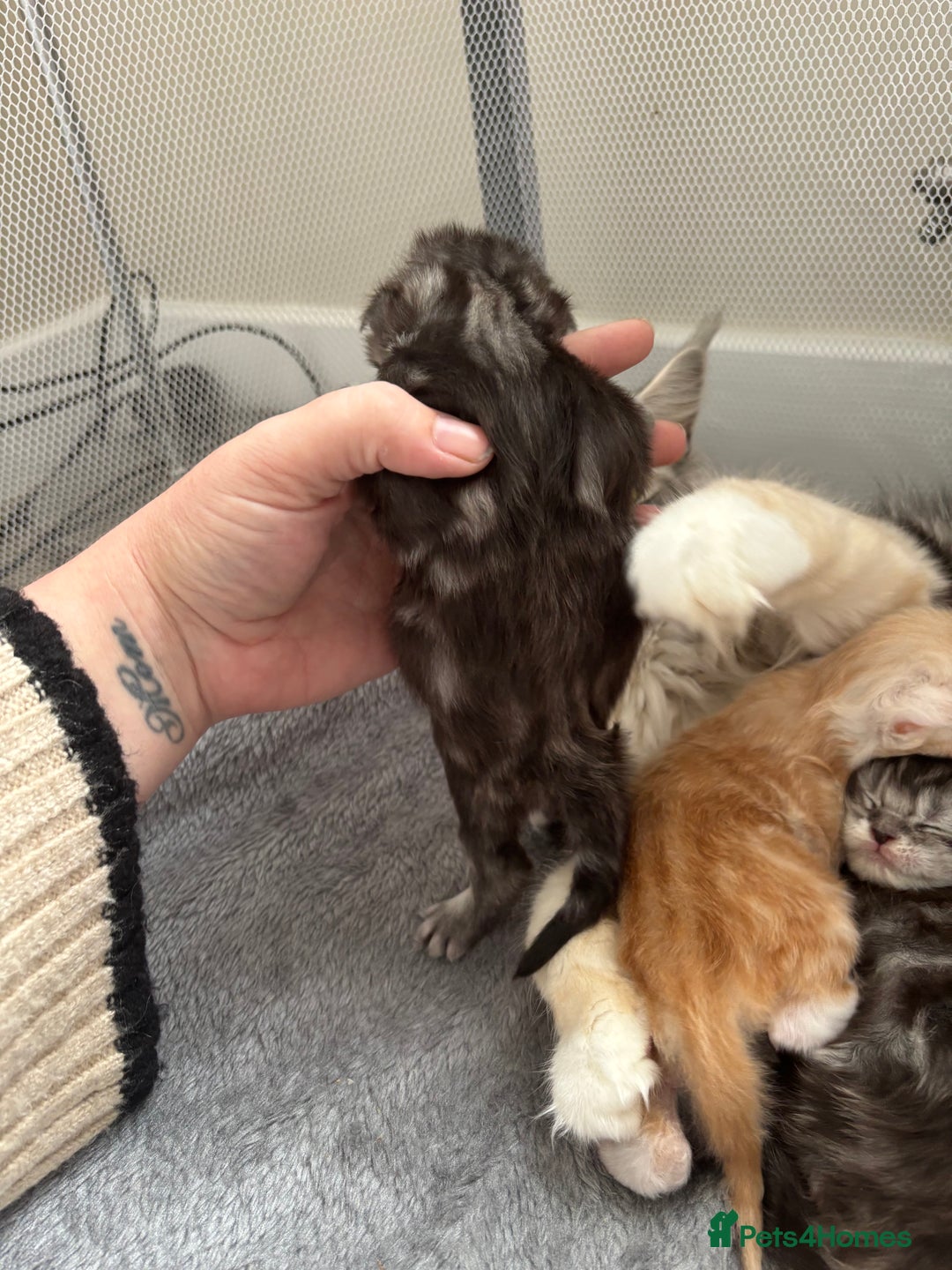 Maine Coon cats for sale: 3 beautiful Maine coon babies READY NOVEMBER - Image 12