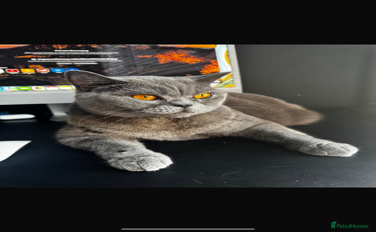 British Shorthair cats - Advert 10