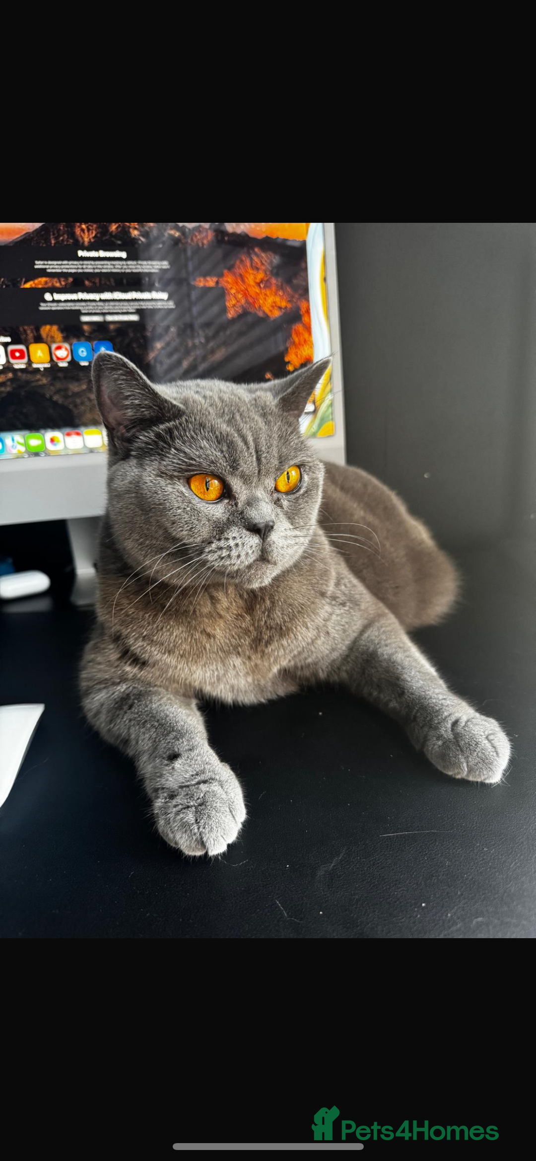 British Shorthair cats for sale: 2 year old female British short hair cat.   - Image 1