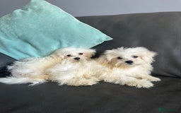 Mixed Breed dogs for sale: Maltichons beautiful bundles of fluff  - Image 6