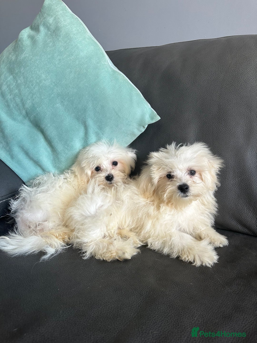 Mixed Breed dogs for sale: Maltichons beautiful bundles of fluff  - Image 6
