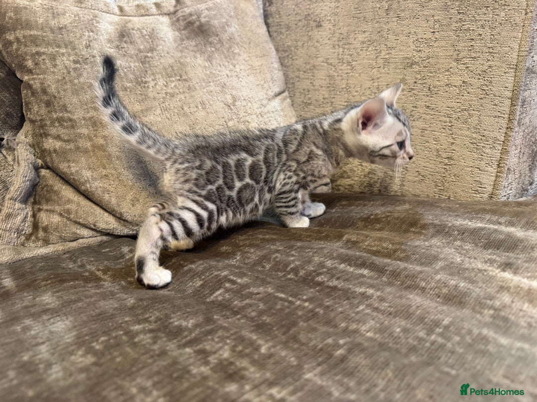 Bengal cats for sale: Exceptional TICA Registered Bengals- Champion Line - Advert 16