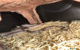 Corn Snake reptiles for sale: Baby corn snake for sale  - Image 2