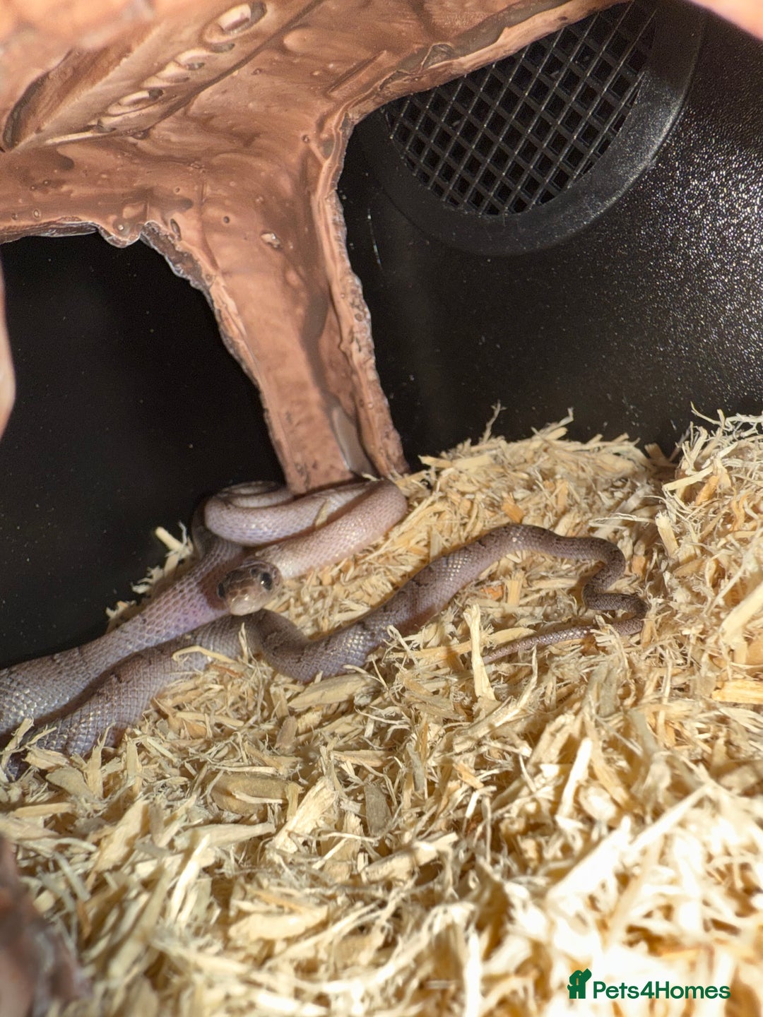 Corn Snake reptiles for sale: Baby corn snake for sale  - Image 2
