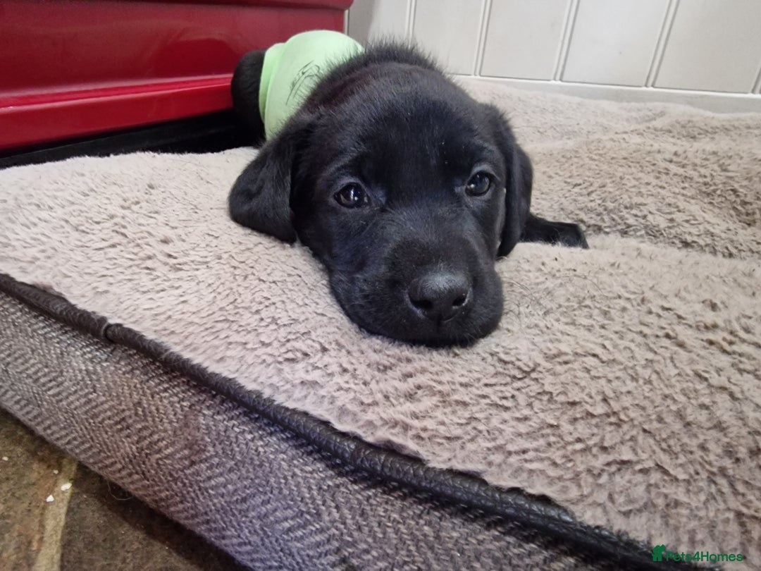 Labrador Retriever dogs for sale: **PEDIGREE, KC REGISTERED AND HIP SCORED** - Image 12