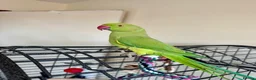 Ringnecks birds for sale: Indian ring neck FEMALE  - Advert 11