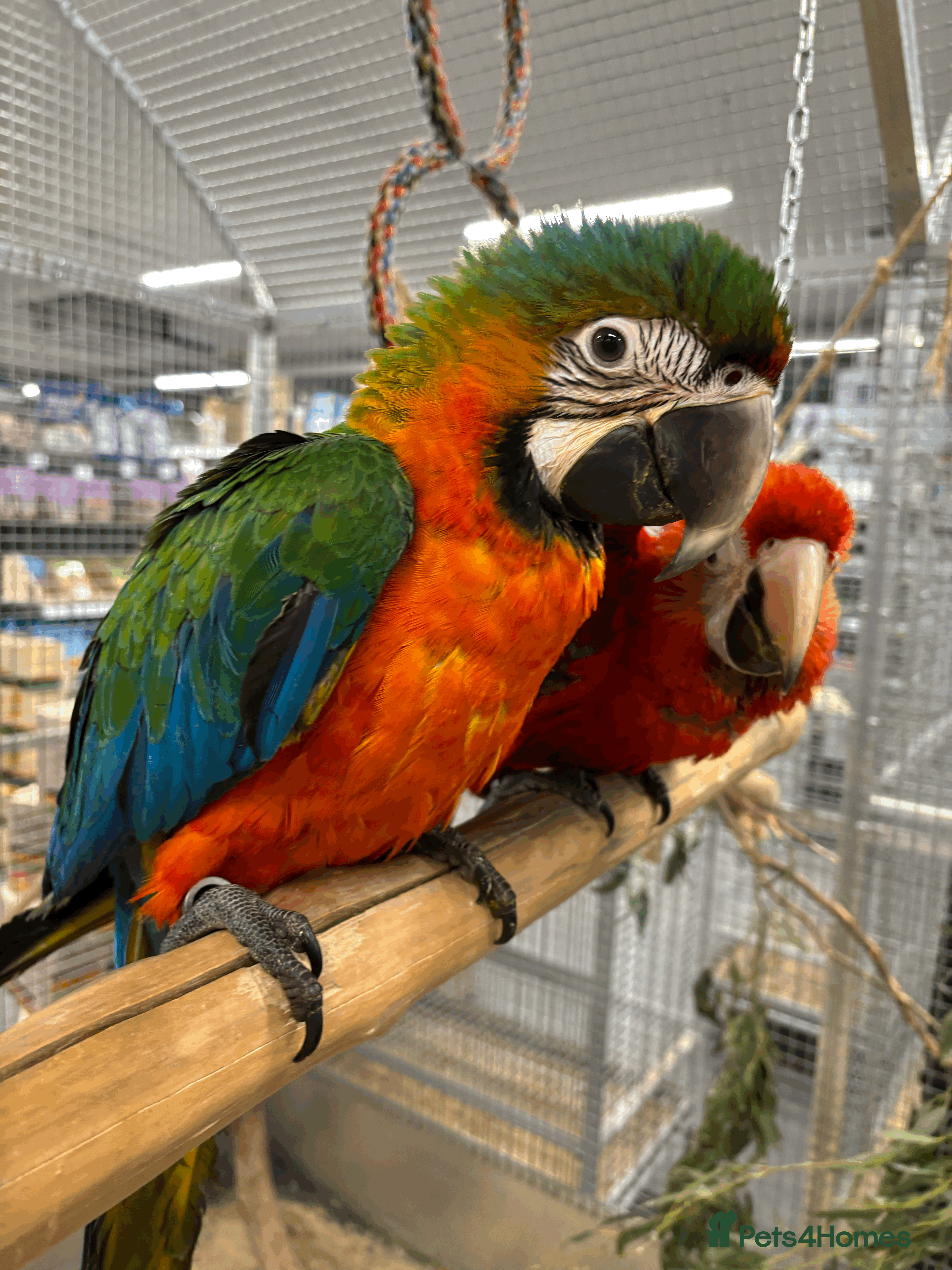 Macaws birds Variety of handreared tame baby macaws  - Advert 8