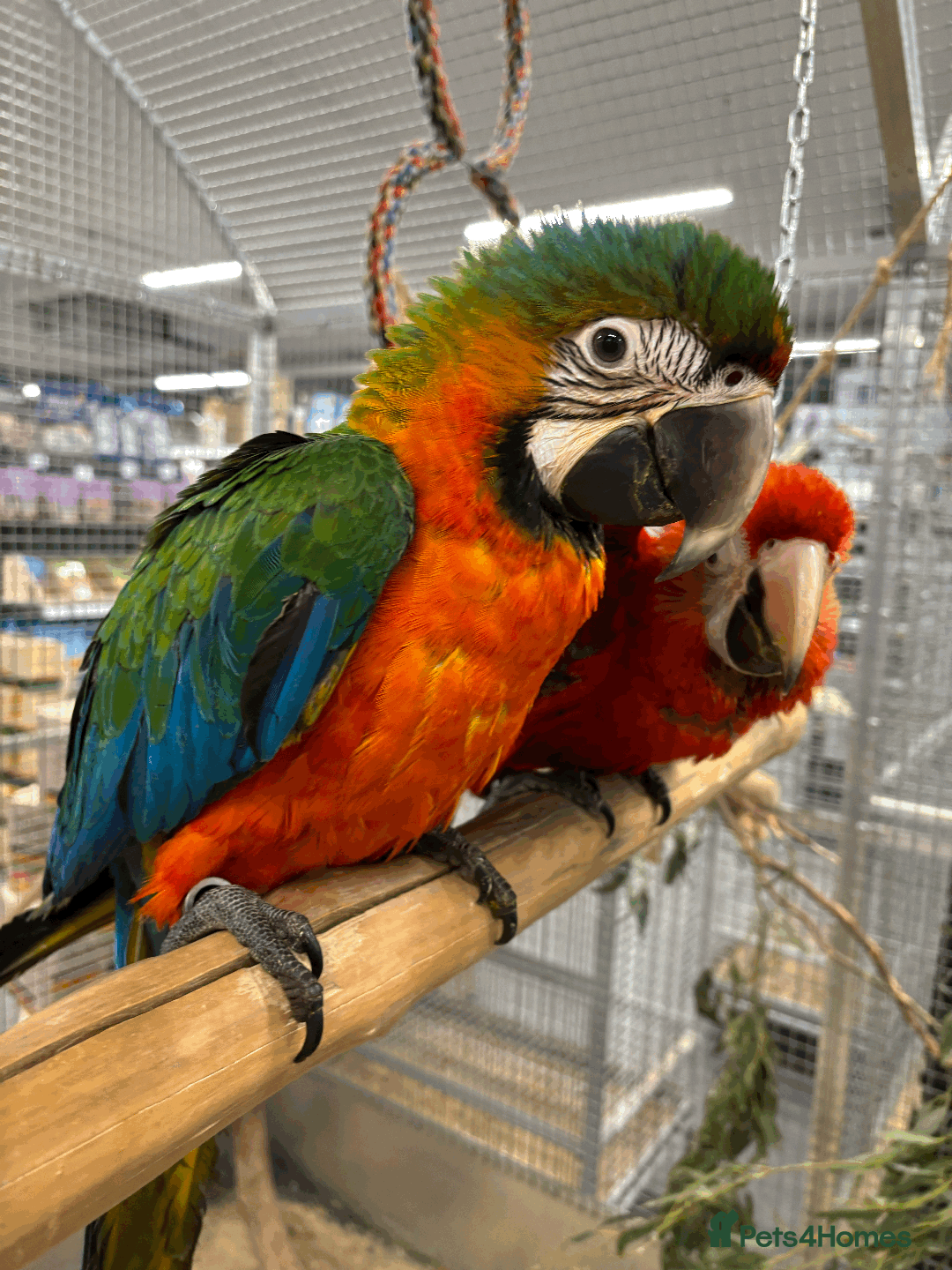 Macaws birds for sale: Variety of handreared tame baby macaws  - Advert 1