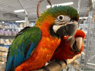 Macaws birds Variety of handreared tame baby macaws - Advert 1