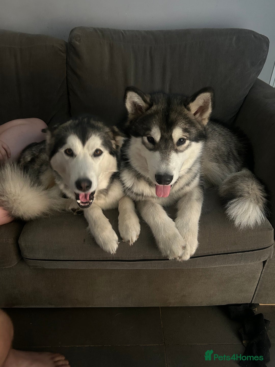 Alaskan Malamute dogs for sale: !ONLY 3 LEFT! - Advert 5