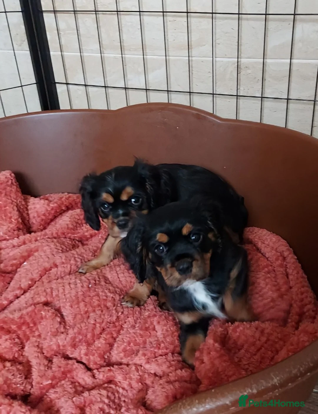 Cavalier King Charles Spaniel dogs for sale: GREAT QUALITY CKCS PUPPIES ( DWKC REGISTERED)/DNA - Advert 2