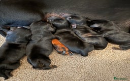 Miniature Dachshund dogs for sale: Miniature Dachshound puppies  - Image 6
