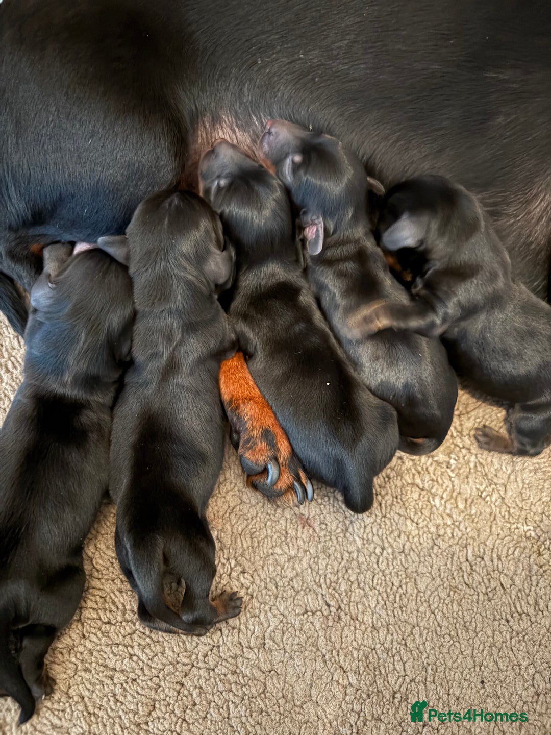 Miniature Dachshund dogs for sale: Miniature Dachshound puppies  - Image 6