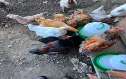 Hens poultry for sale: Rare Buff Brahma Boys-calm and stunning - Image 12