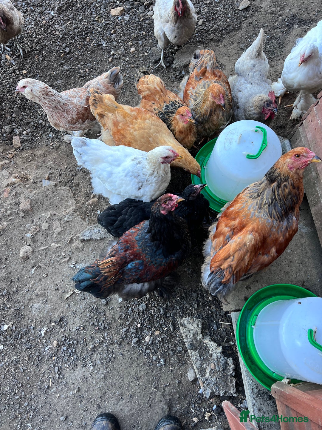 Hens poultry for sale: Rare Buff Brahma Boys-calm and stunning - Image 12