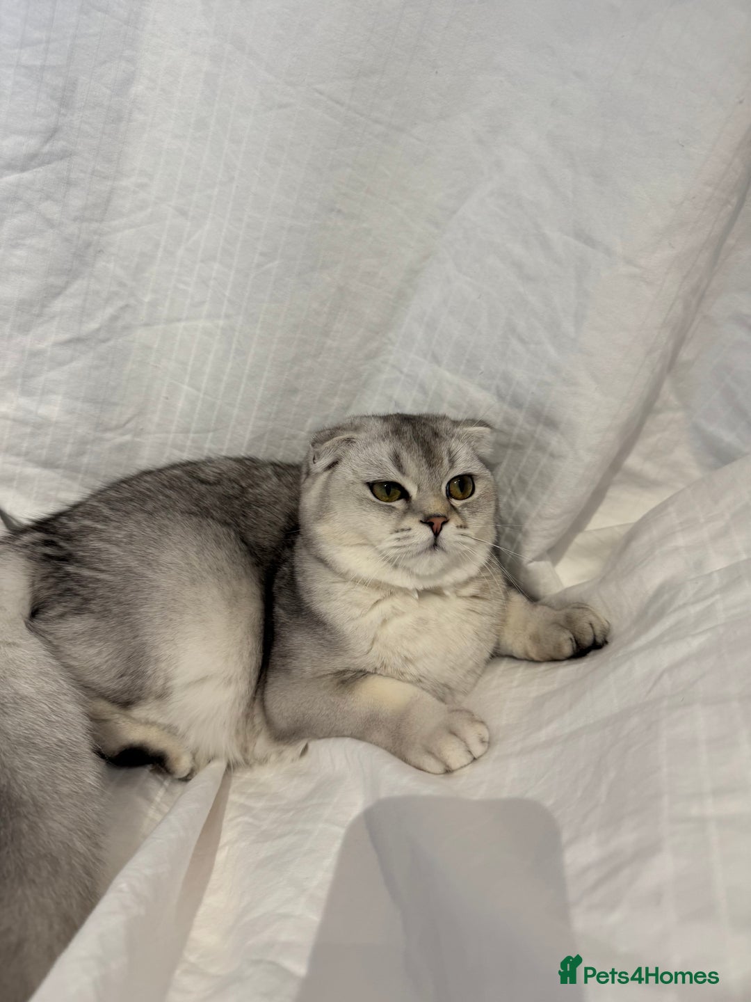 Scottish Fold cats for sale: Scottish Fold Kittens Variety of Colours - Image 35
