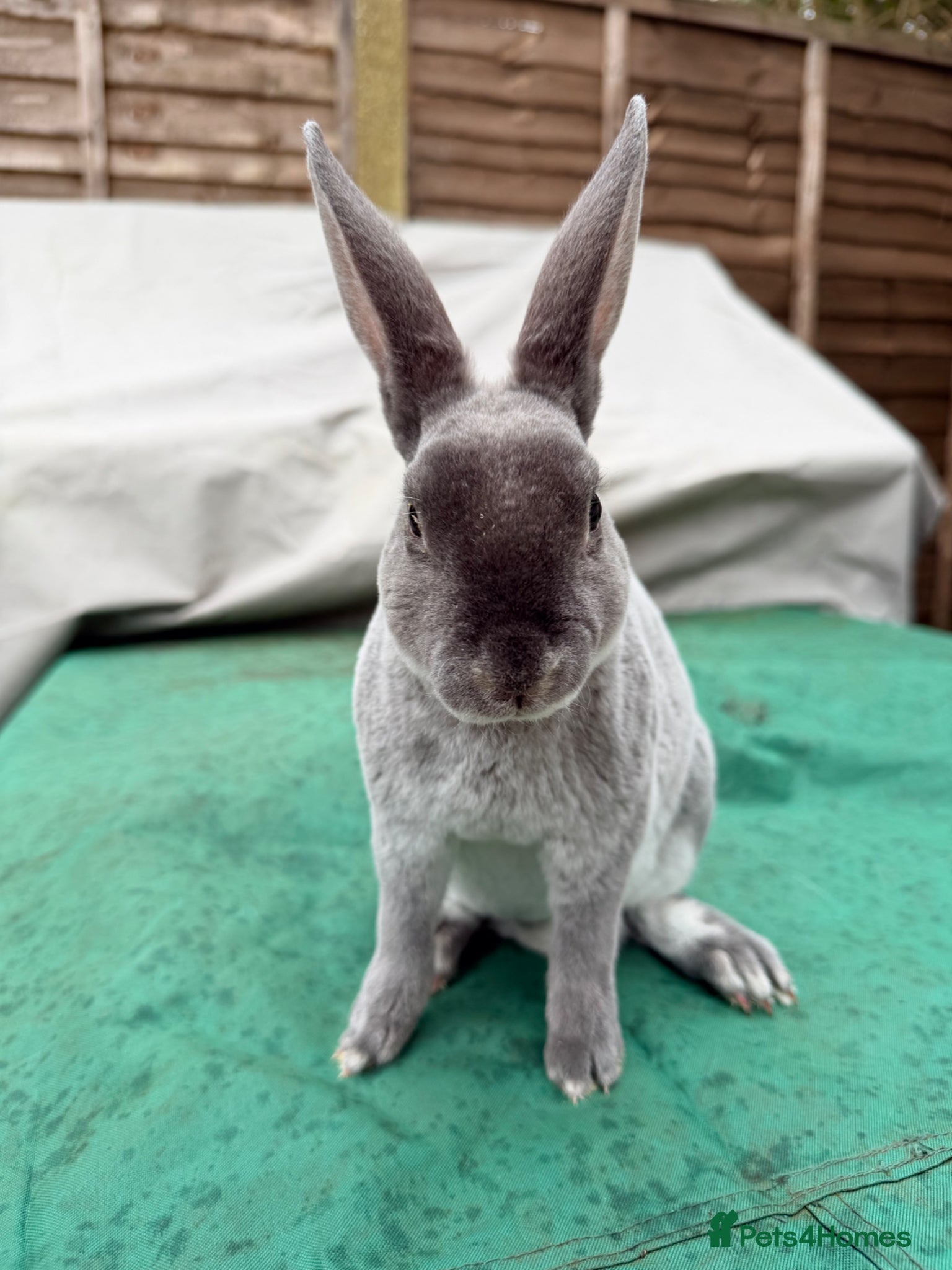 Rex rabbits 3 mini Rex bucks for sale  - Advert 2