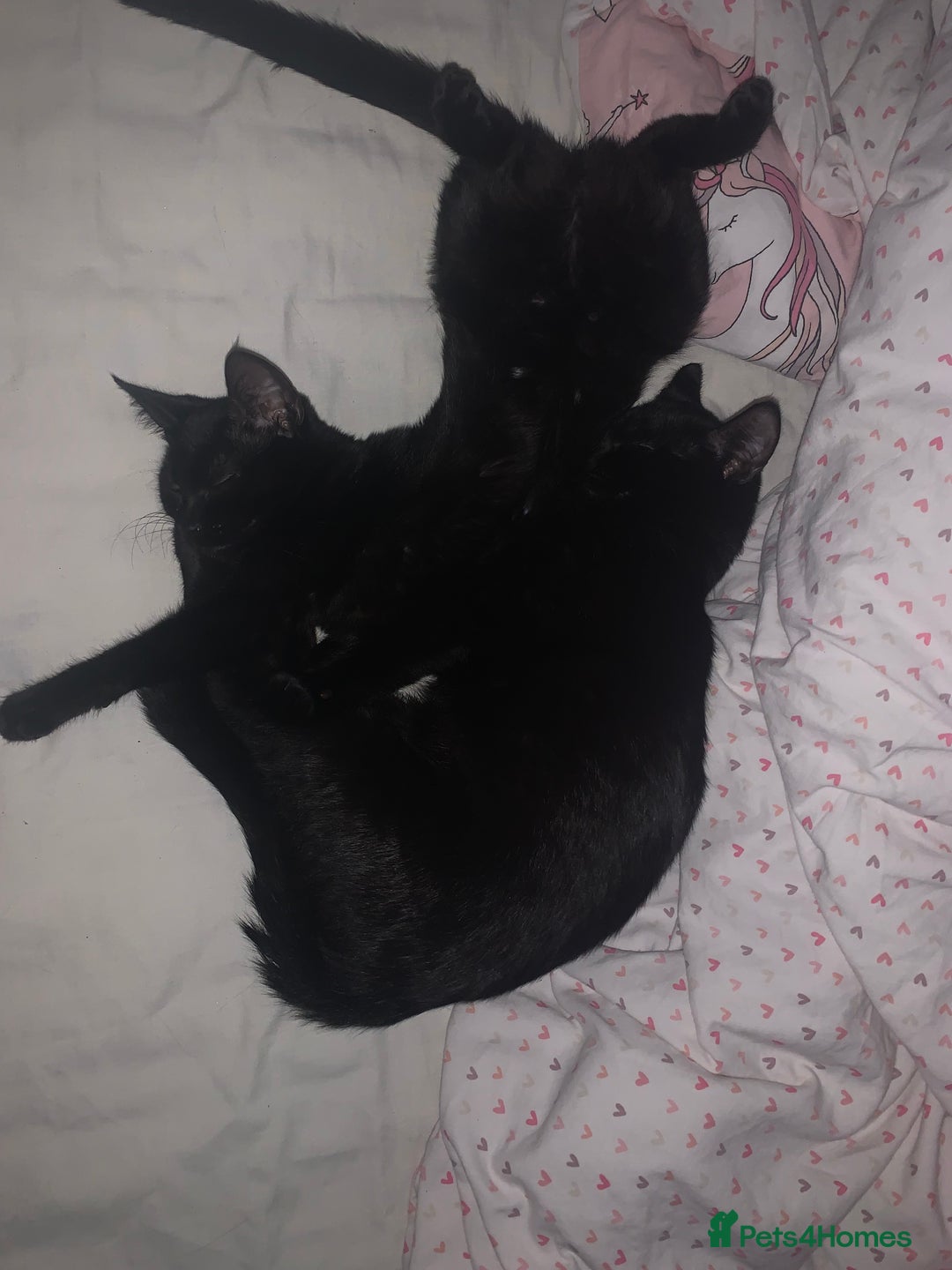 Bombay cats for sale: cats  - Image 8