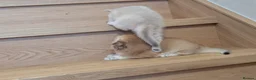 British Shorthair cats for sale: Fantastic boy and very nice girl  - Advert 7