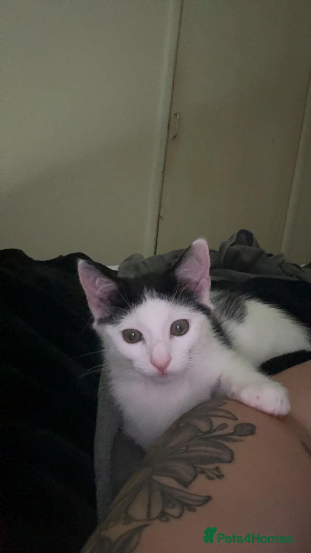 Mixed Breed cats for sale: Casper  in Sheffield - Advert 7