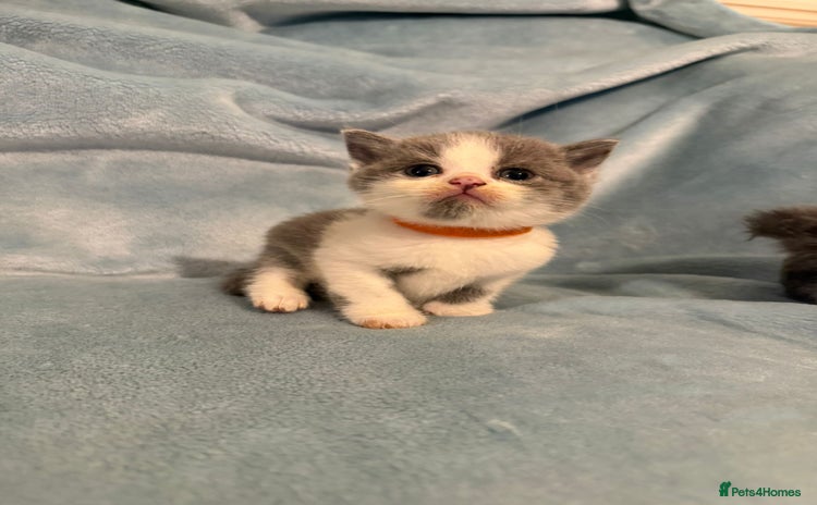 British Shorthair cats - Advert 1