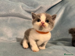 British Shorthair cats - Advert 1