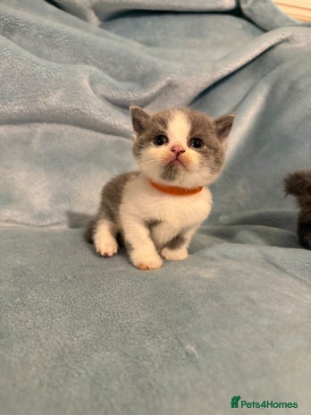 British Shorthair cats - Advert 1