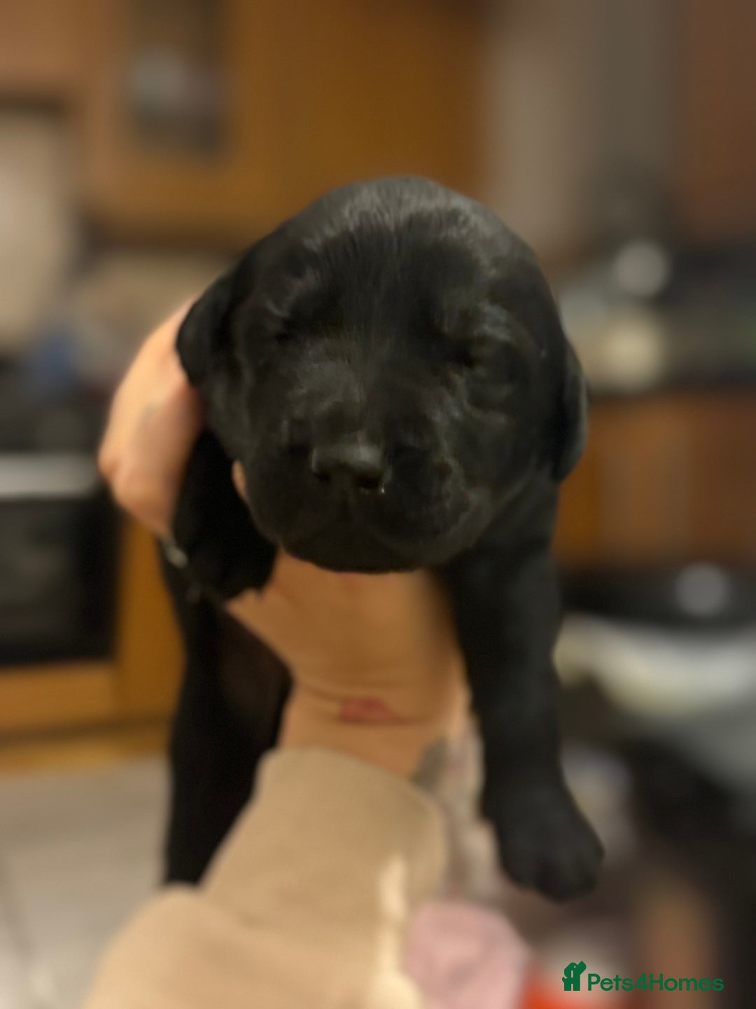 Labrador Retriever dogs for sale: Adorable Family-Raised Puppies 🐶✨ - Advert 2