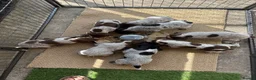 German Shorthaired Pointer dogs for sale: Stunning example of KC German Shorthaired Pointers in Tredegar - Advert 28