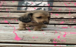 Miniature Dachshund dogs for sale: Stunning true to type KC Reg Miniature LH babies - Image 22