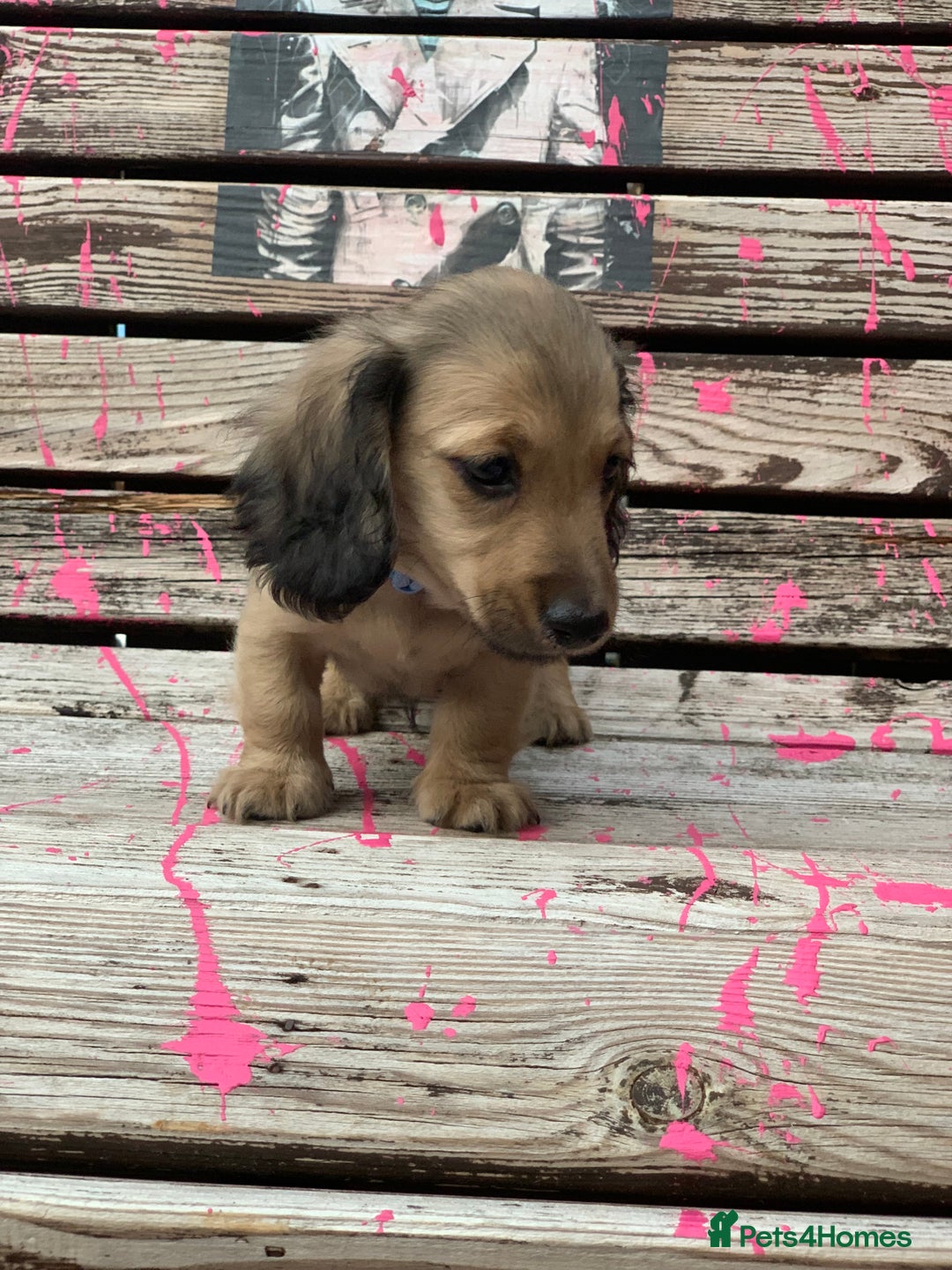 Miniature Dachshund dogs for sale: Stunning true to type KC Reg Miniature LH babies - Image 22